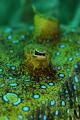   Peacock flounder RTRCuttlefish ringflash RTR-Cuttlefish RTR Cuttlefish  